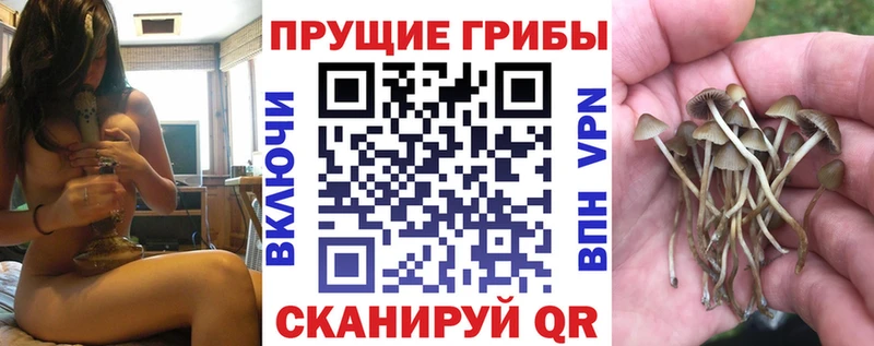 Галлюциногенные грибы Psilocybine cubensis где купить наркоту Александровское